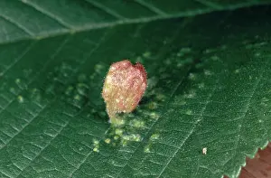 Hemipteran: Aphid Gall