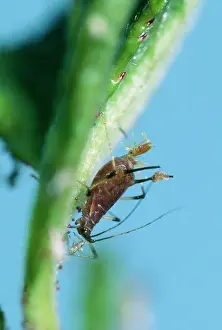 Birth: APHID - giving birth