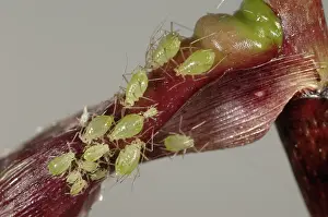 Arum: Aphid infestation on orchid