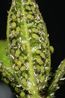 Homoptera: Aphid infestation on Viburnum leaf