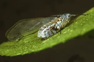 Killed: Aphid killed by a fungal pathogen