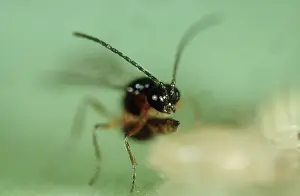 Lays: Aphidius wasp laying egg