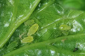 Sowthistle: Aphids