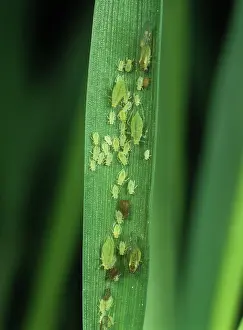 Cereals: Aphids