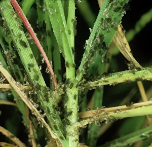 Severe: Aphids