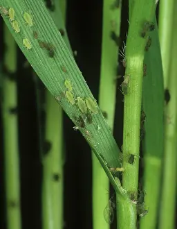 Cereals: Aphids