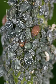 Aphidoidea: Aphids - cluster on stem