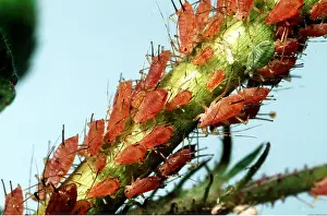 Twala Trust Asbl: APHIDS - feeding on rose