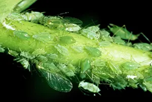 Infestations: APHIDS - GREENFLY
