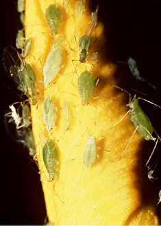Aphids: APHIDS / Greenfly