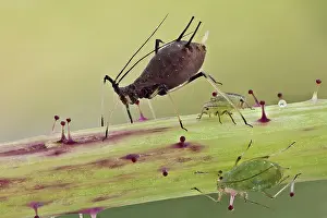 Lice: Aphids are small sap sucking insects, and member