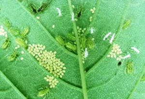 D. W. Greenslade: APHIDS - with young on sycamore leaf
