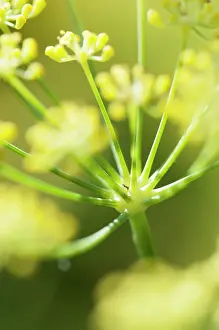Apiaceae: Apiaceae, Apiaceae Umbelliferae, close up showing