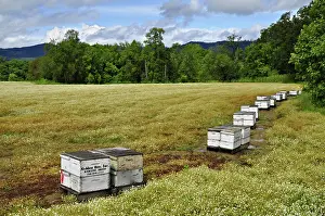 Pollinators: Apiary