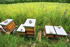 Pollinators: Apiary, bee hives on edge of a flowering meadow