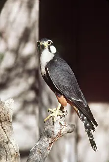 Femoralis: APLOMADO FALCON