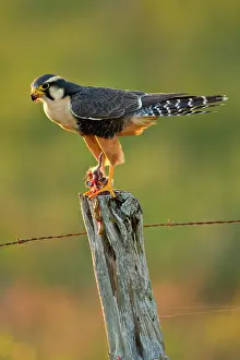 Cameron: Aplomado Falcon (Falco femoralis) adult