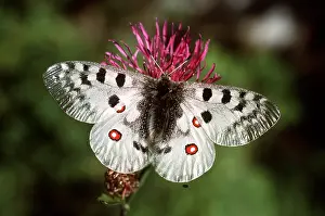 Apollo: APOLLO BUTTERFLY