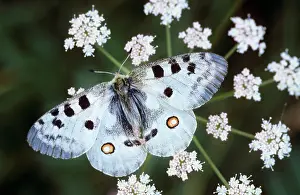 Parnassius: Apollo Butterfly - on flower