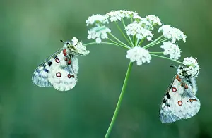 Parnassius: Apollo Butterfly - on flower