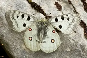 Parnassius: Apollo Butterfly France