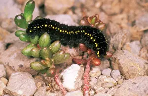 Parnassius: Apollo BUTTERFLY - larvae / Caterpillar