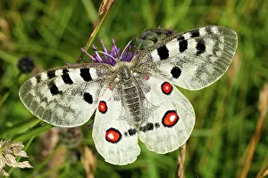 Apollo: Apollo butterfly with open wings sitting on purple