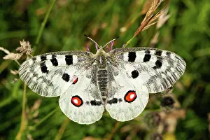 Apollo: Apollo butterfly with open wings sitting on purple