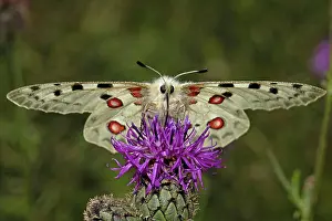 Suck: Apollo butterfly with open wings sitting on purple