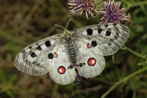 Swallowtail: Apollo butterfly with open wings sitting on purple