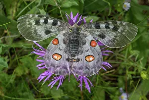 Bob Gibbons: Apollo butterfly, Parnassius apollo, feeding on