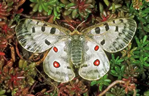 Parnassius: Apollo BUTTERFLY - showing false eyes on wings