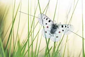 Parnassius: Apollo on grass in summer, PNR Queyras, France