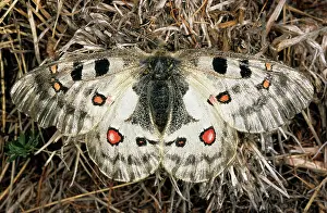 Parnassius: Apollo / Mountain Apollo Butterfly