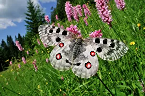 Parnassius: Apollo Mountain Apollo on Common Bistort