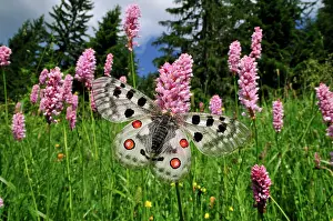 Parnassius: Apollo Mountain Apollo on Common Bistort