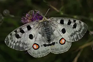 Parnassius: Apollo (Parnassius apollo)