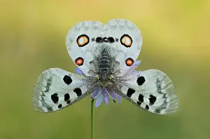 Parnassius: Apollo (parnassius apollo) in fright posture, Bavaria