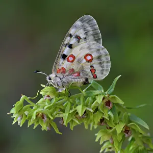 Parnassius: Apollo (Parnassius apollo), on Orchid, Mueller's