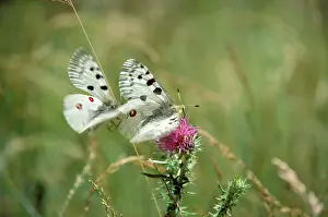 Parnassius: Apollo's Butterfly - mating