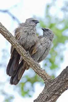 Apostle: Apostle Bird