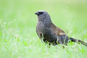 Apostlebird: Apostlebird