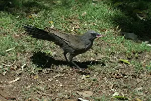 Apostlebird: Apostlebird
