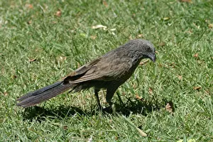 Apostlebird: Apostlebird