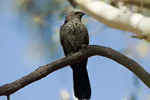 Apostlebird: Apostlebird