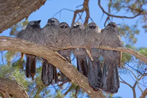 Tightly: Apostlebird / Grey Jumper - six individuals sit