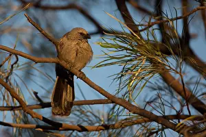 090818: Apostlebird - Perched in the morning sun where it