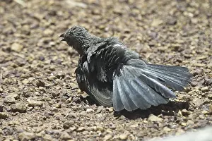 Apostlebird: Apostlebird - sunbathing