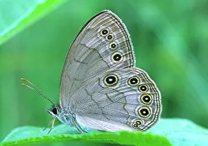 Nymphalid: Appalachian Brown Butterfly