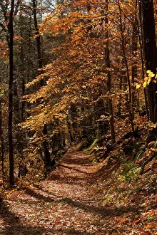 Appalachian: The Appalachian Trail (AT) in autumn